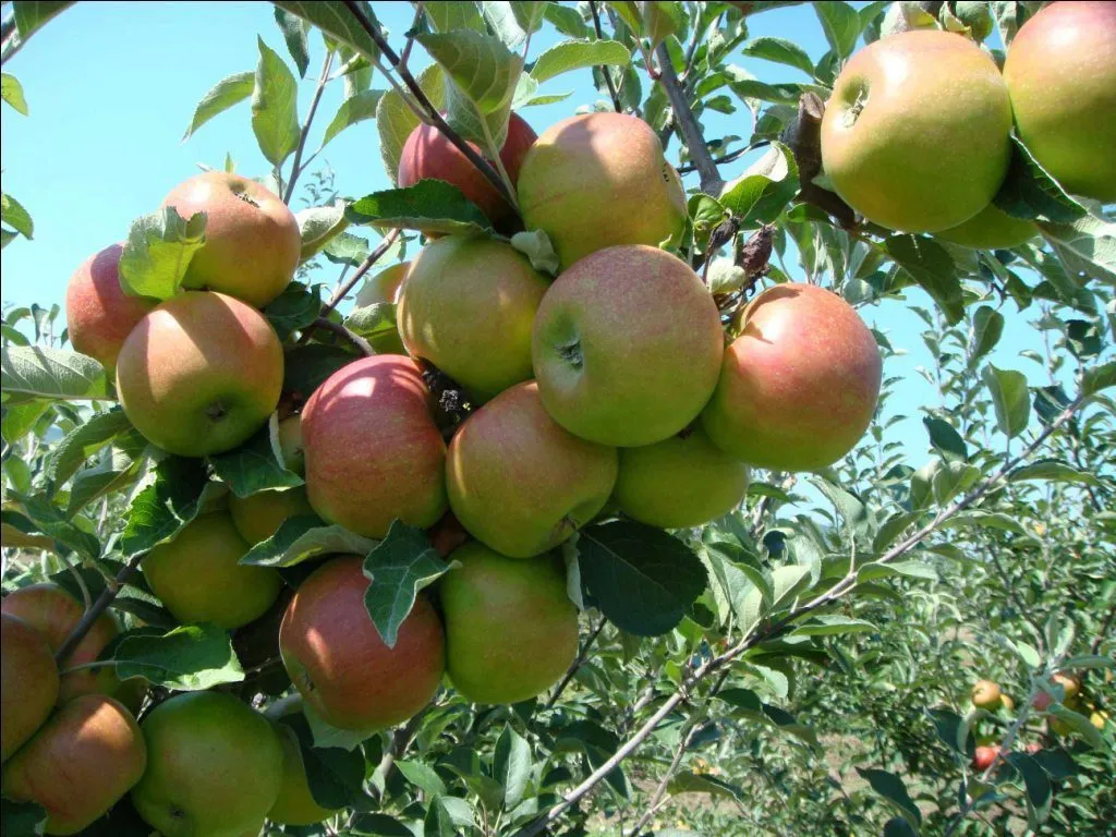 яблоки Краснодарский Край в Майкопе и Республике Адыгея 4
