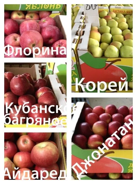 яблоки Краснодарский Край в Майкопе и Республике Адыгея