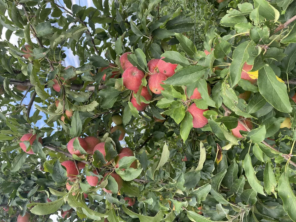 яблоки оптом от производителя  в Майкопе и Республике Адыгея 2