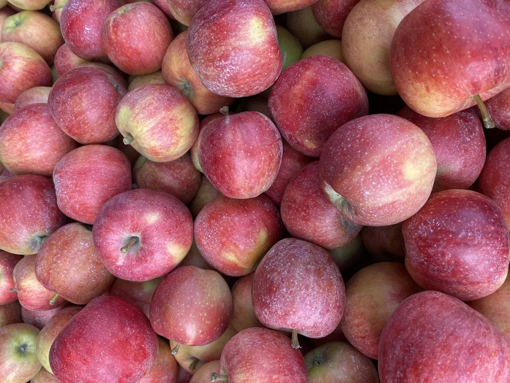 яблоки оптом от производителя  в Майкопе и Республике Адыгея 3