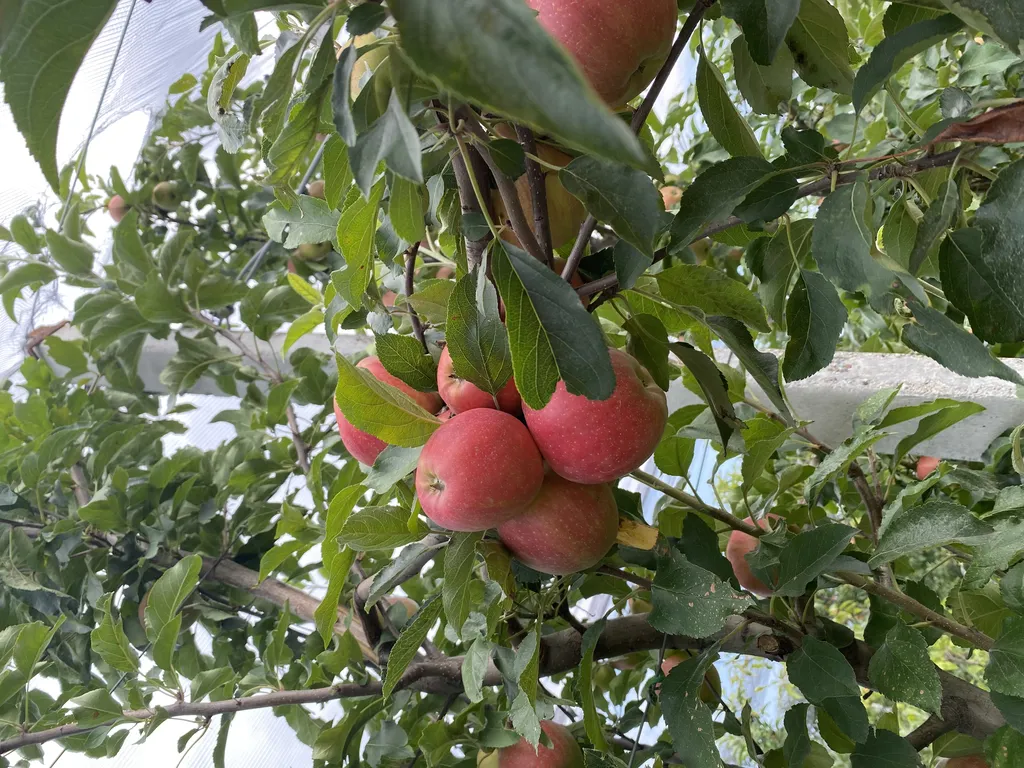 яблоки оптом от производителя  в Майкопе и Республике Адыгея