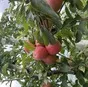 яблоки оптом от производителя  в Майкопе и Республике Адыгея